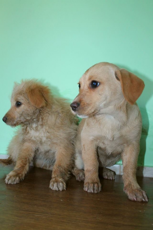 მეტისის ლეკვები უსახელო