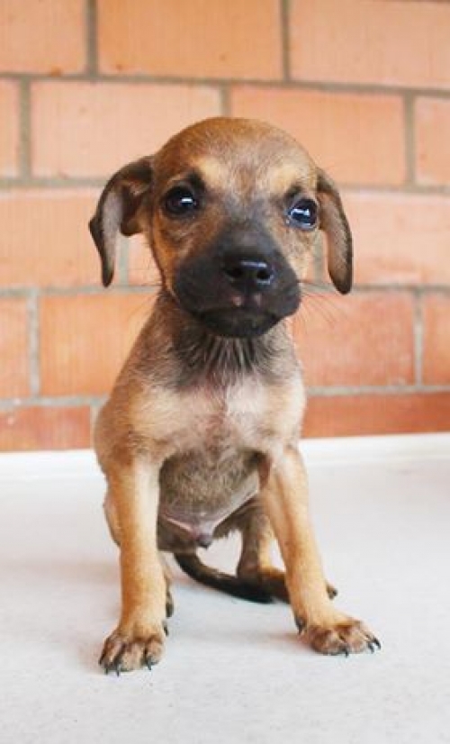 მეტისი უსახელო