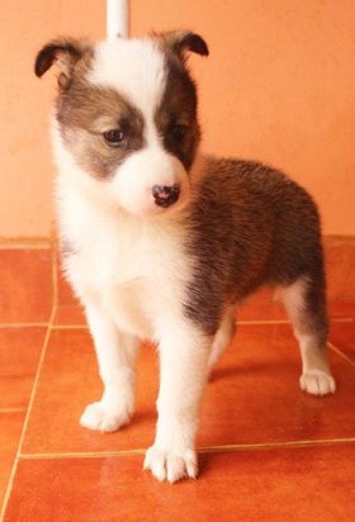 მეტისი უსახელო