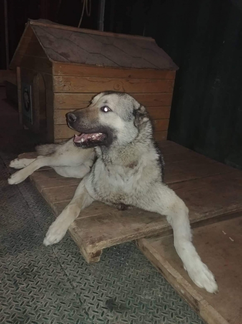 ქართული ქოფაკი უსახელო