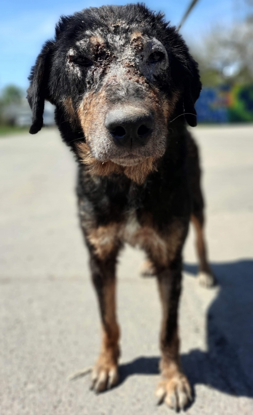 მეტისი მარნეული