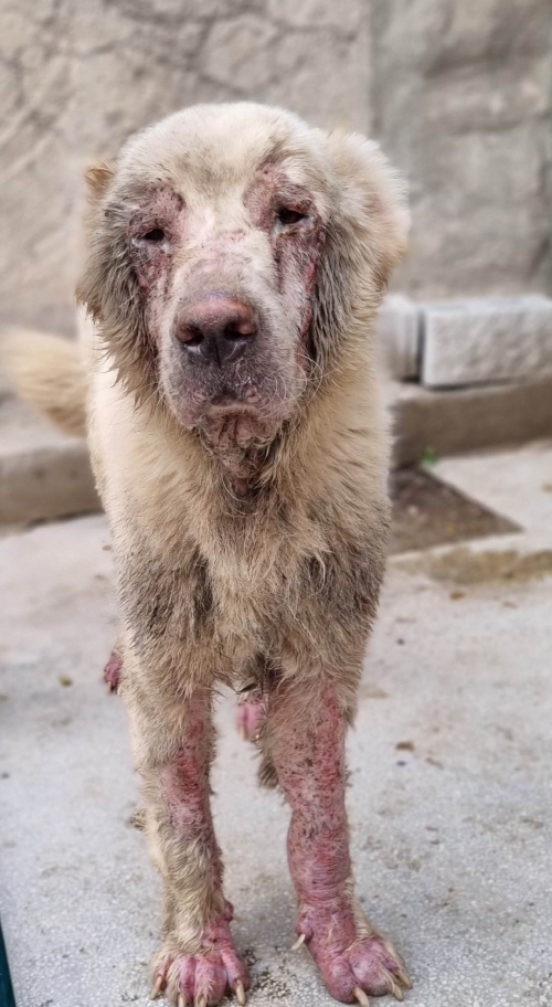 ქართული ნაგაზი სოფელი გამარჯვება