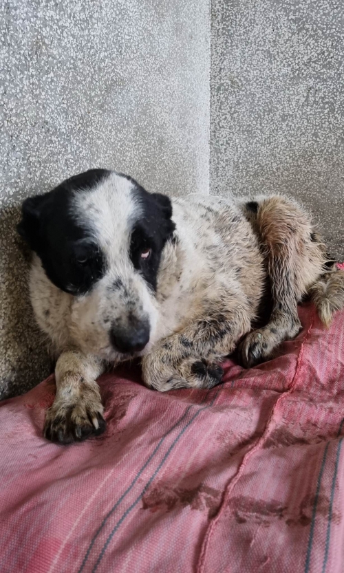 ქართული ქოფაკი თემქა