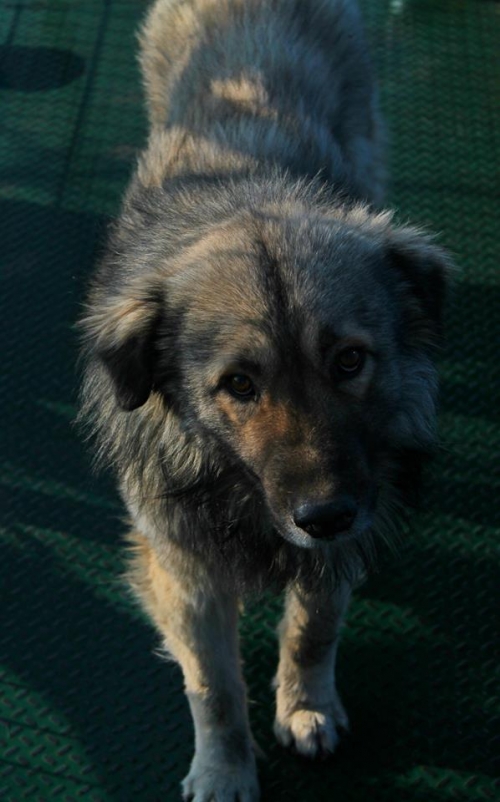 ქართული ნაგაზი ბათურა