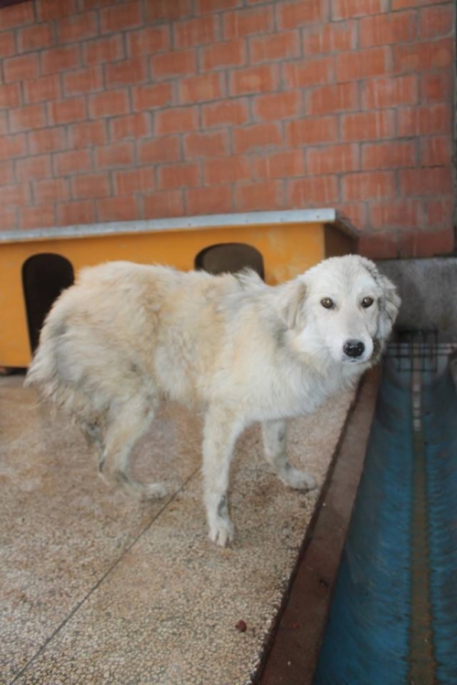 მეტისი უსახელო