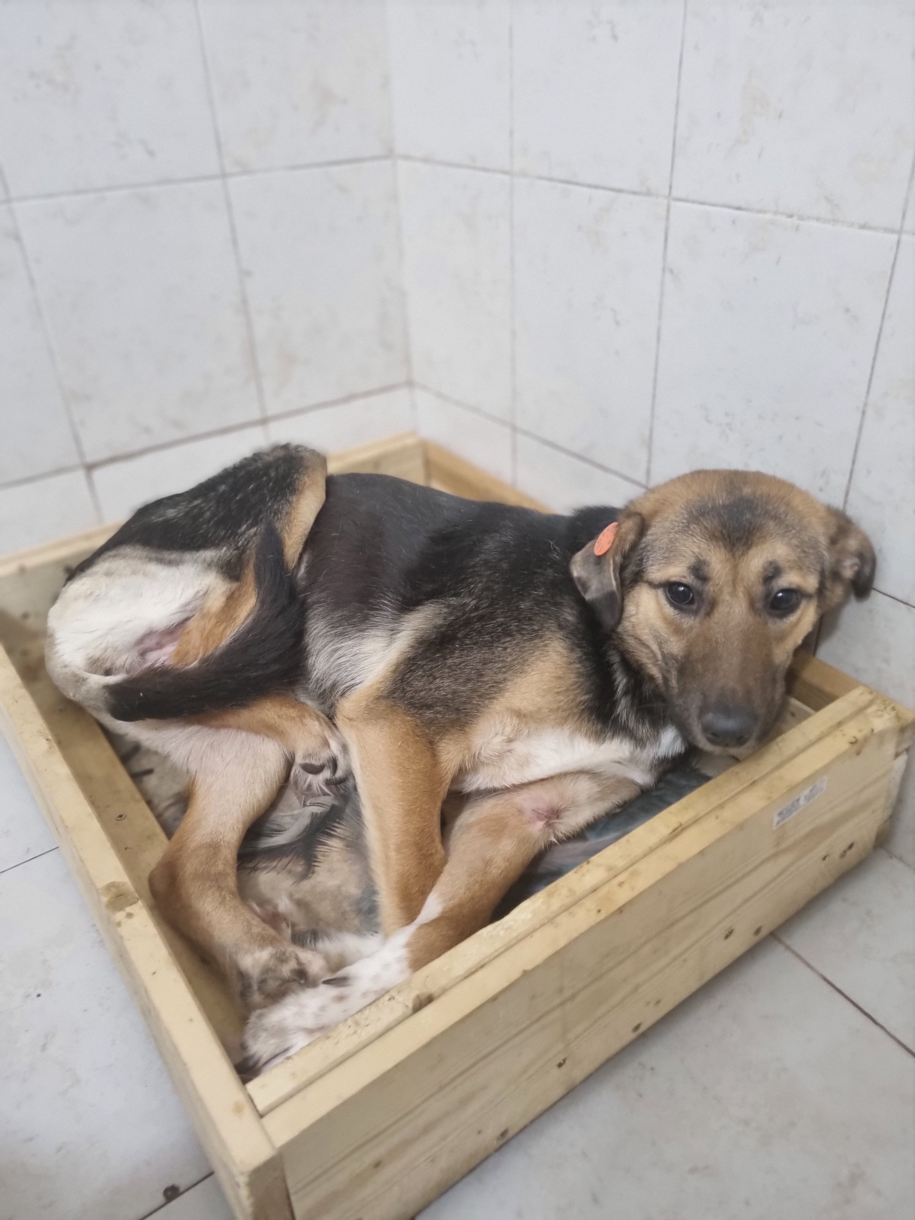 მეტისი. მცხეთა