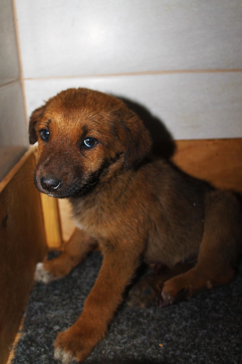 მეტისი უსახელო