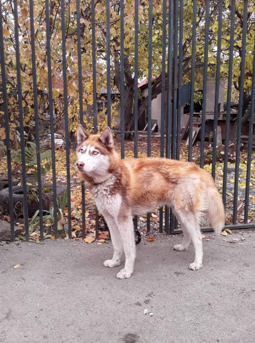 ლაიკა უსახელო