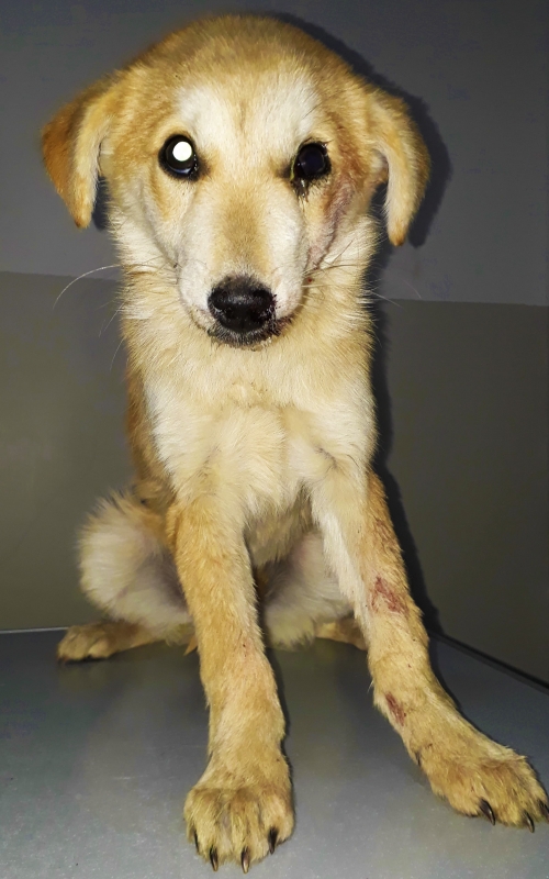 მეტისი უსახელო