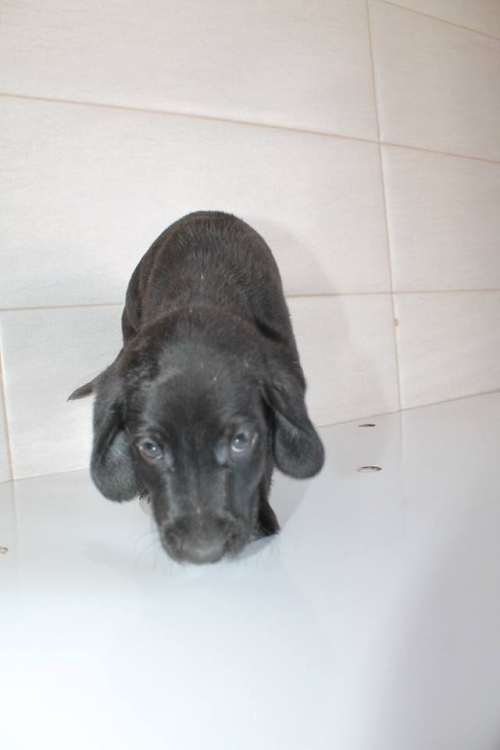 მეტისი უსახელო (ბუბიკა)