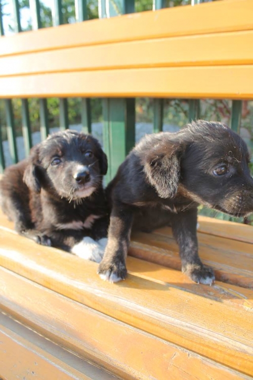 მეტისის ლეკვები უსახელო