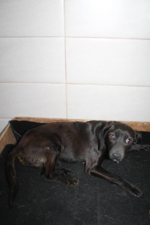 მეტისი ბიმი