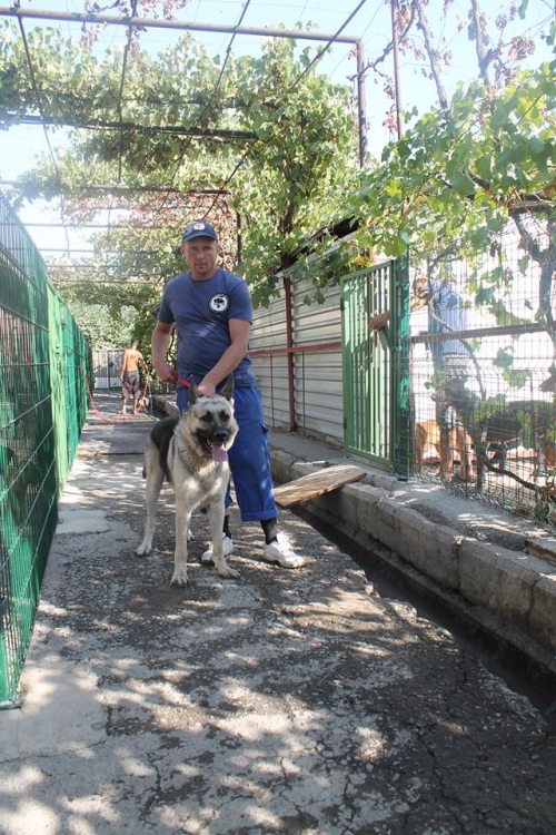 აღმოსავლეთ ევროპული ნაგაზი ბრაზა