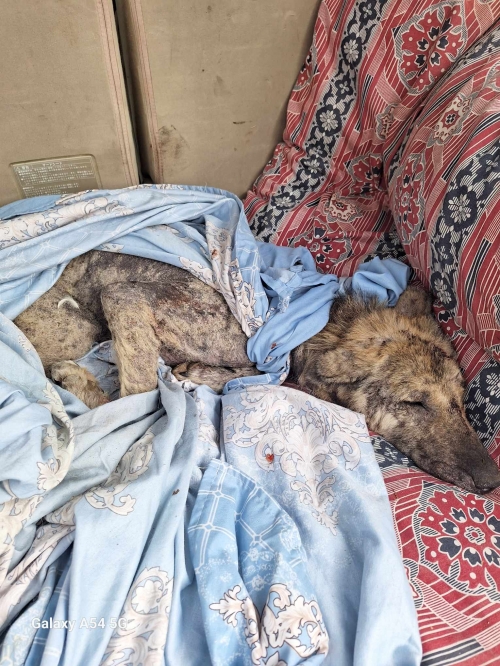 მეტისი ფრანგი აკიმი