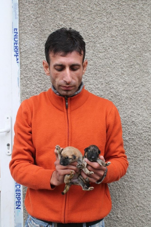 მეტისის ლეკვები უსახელო