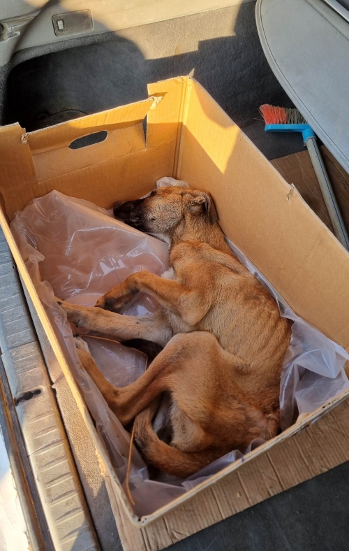 მეტისი ავჭალიდან ლიბანის ქუჩა