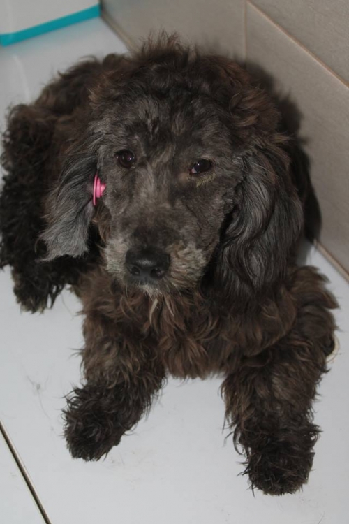 ბალონკა უსახელო