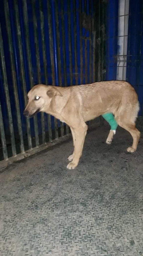 მეტისი უსახელო