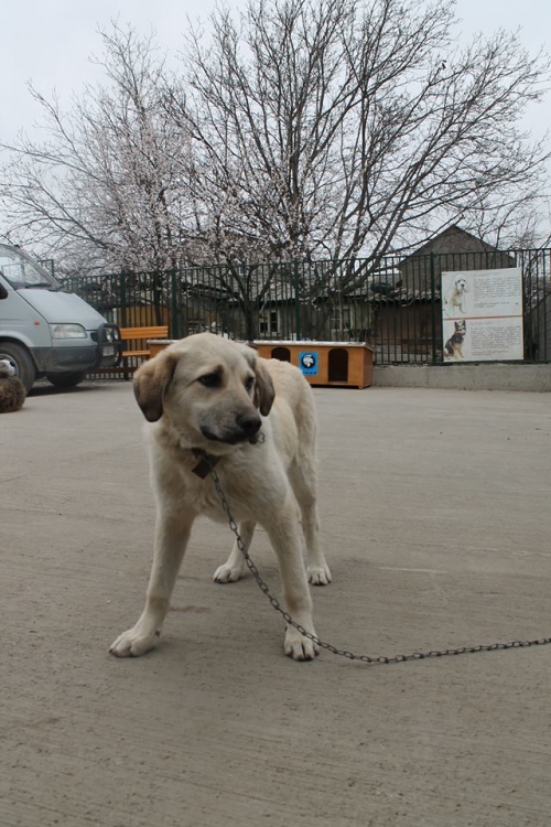 მეტისი მაილო