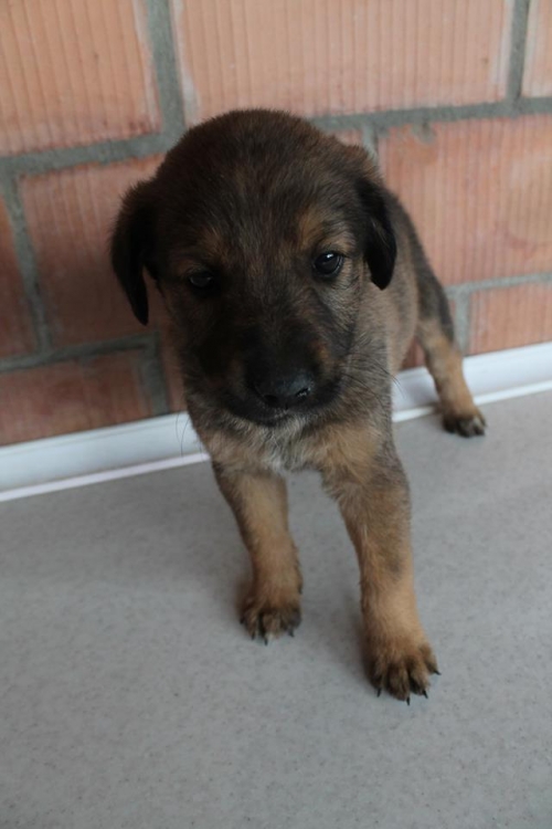 მეტისი უსახელო