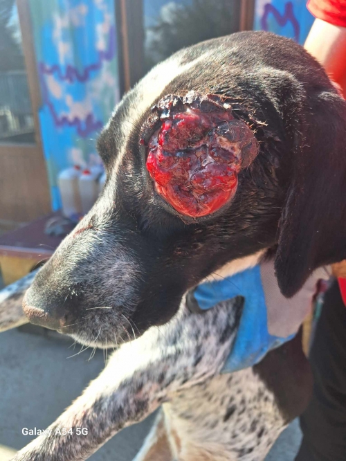 მეტისი სოფელი გამარჯვება ბომბორა