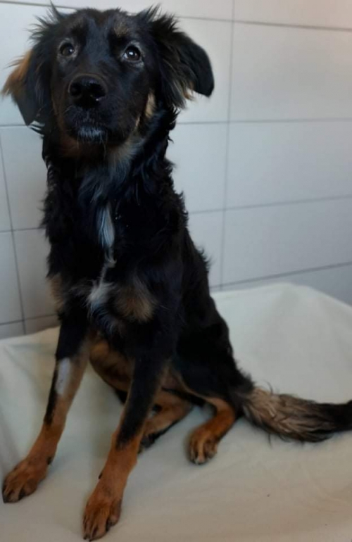 მეტისი უსახელო