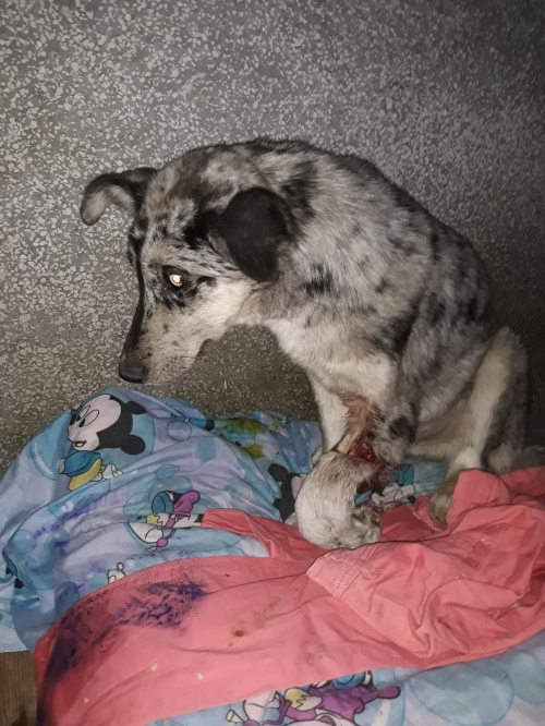 მეტისი წერეთელი სტანისლავსკის ქუჩა 22