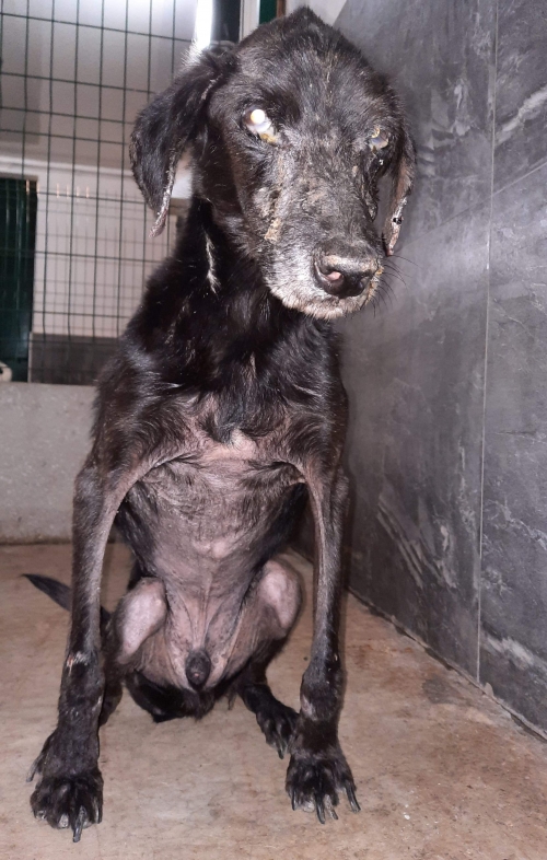 მეტისი უსახელო