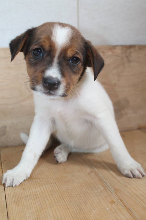 მეტისი უსახელო