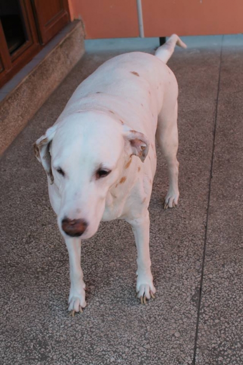 დალმატინის მეტისი მიკი