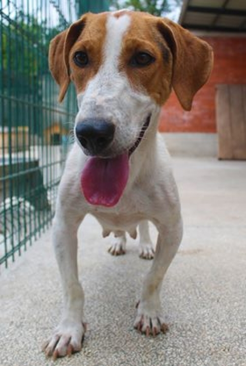 გონჩი უსახელო