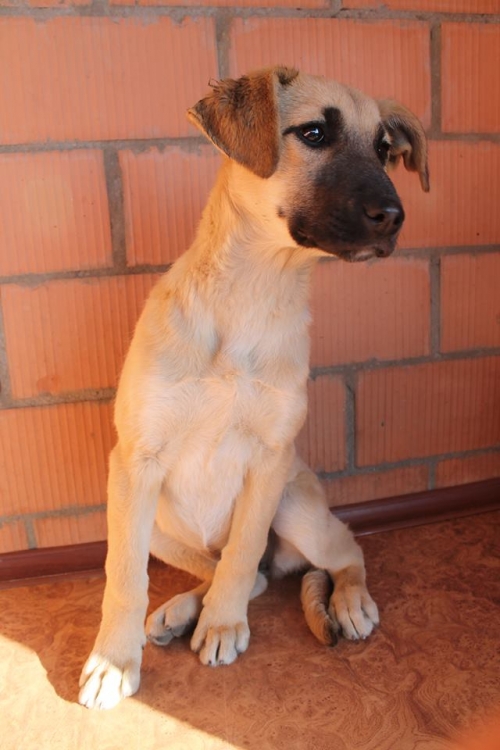 ქართული ქოფაკი უსახელო