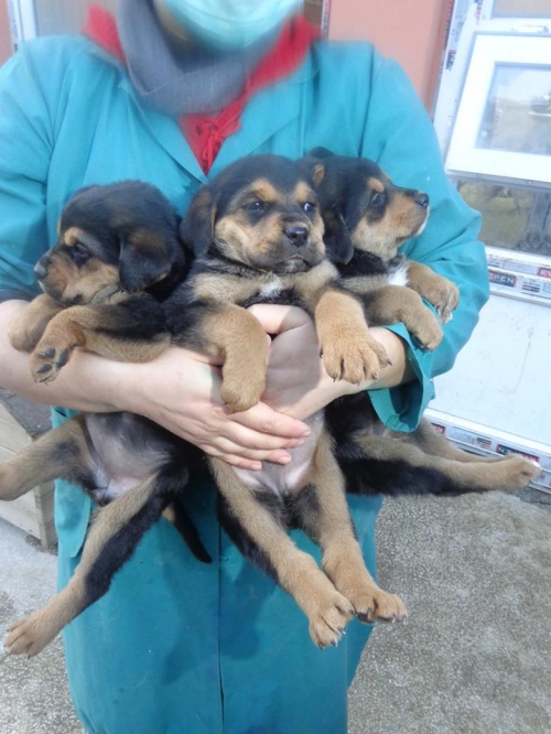 როტვეილერი უსახელო