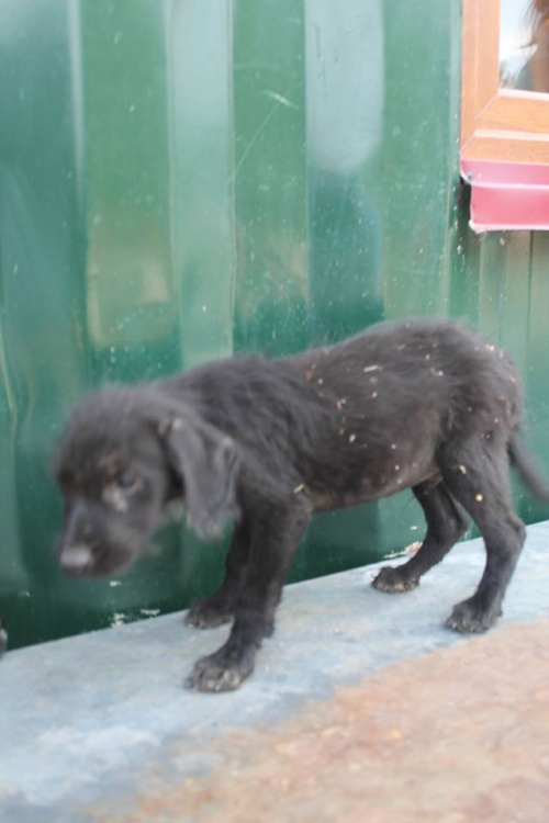 მეტისი უსახელო