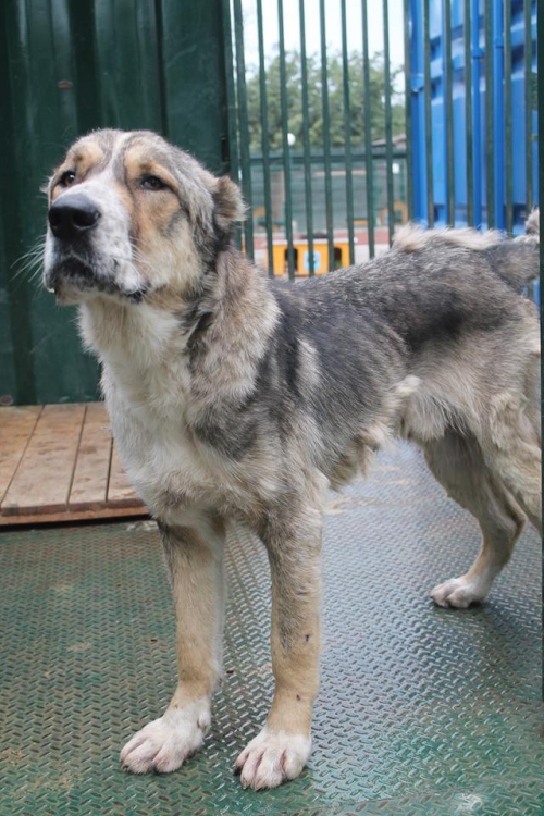 ქართული ნაგაზი ტარზანა