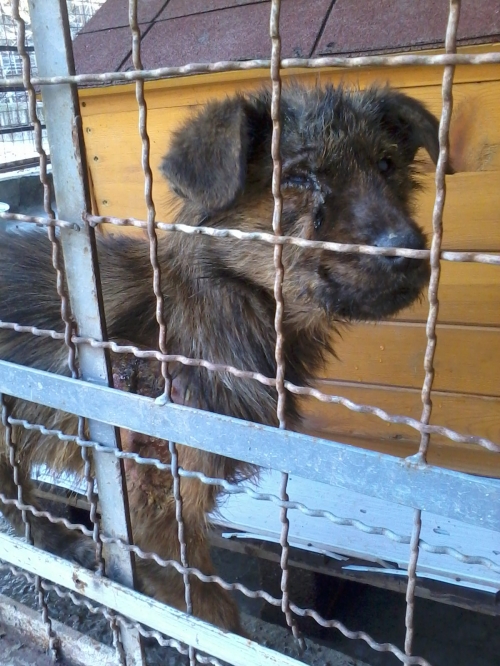 მეტისი შოკა