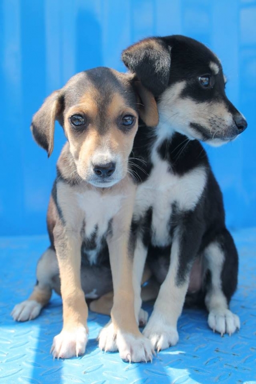 მეტისის ლეკვები უსახელო