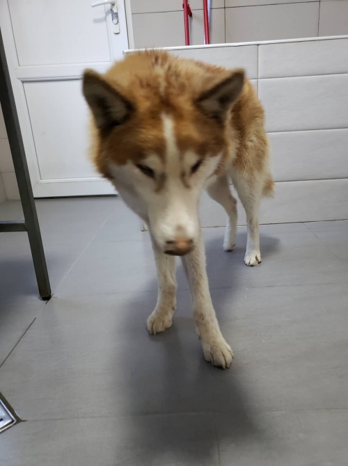 ლაიკა დიდი დიღომი ბენდუქიძეს დასახლება