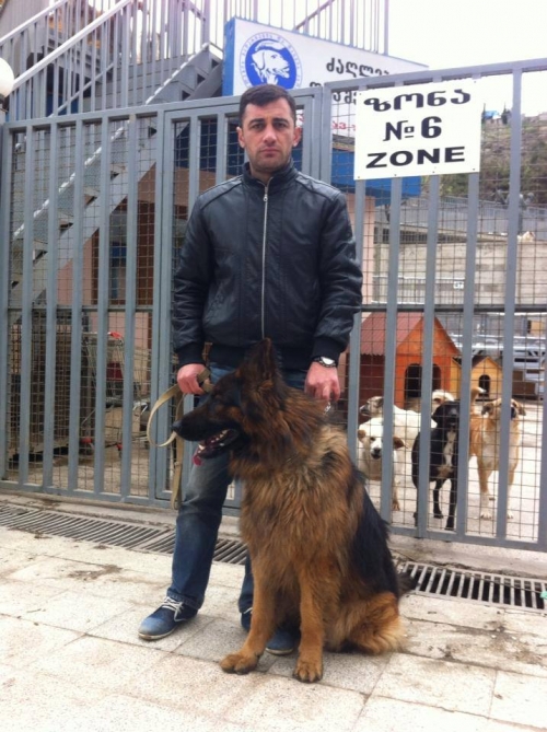 გერმანული ნაგაზი ნელსონ