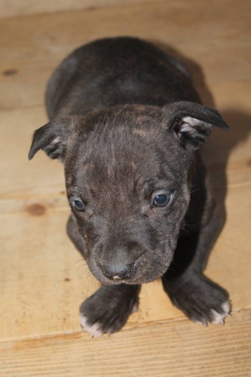 პიტი უსახელო