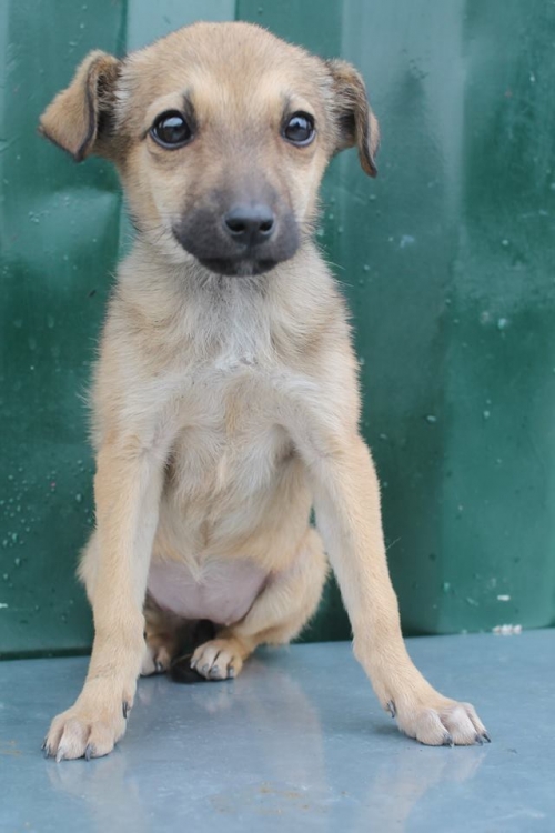 მეტისი უსახელო