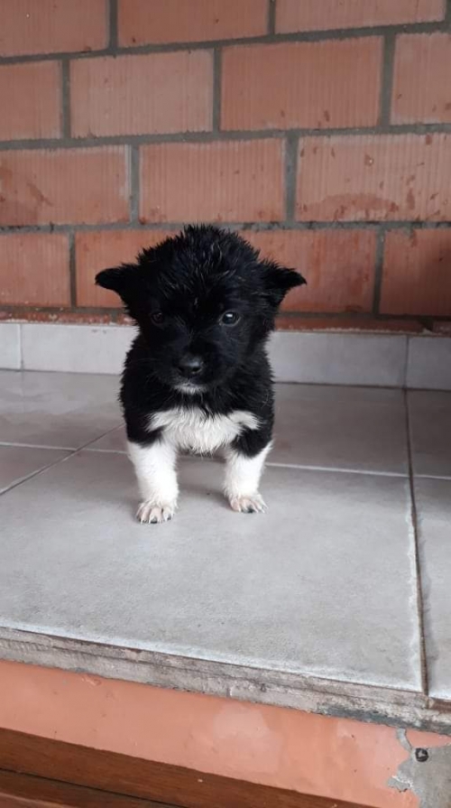 მეტისი უსახელო