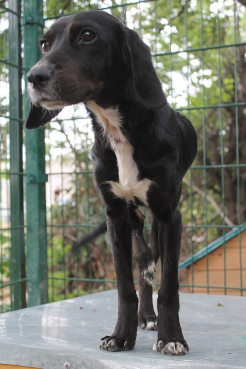 მეტისი უსახელო