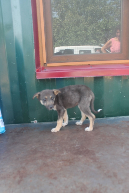 მეტისი უსახელო