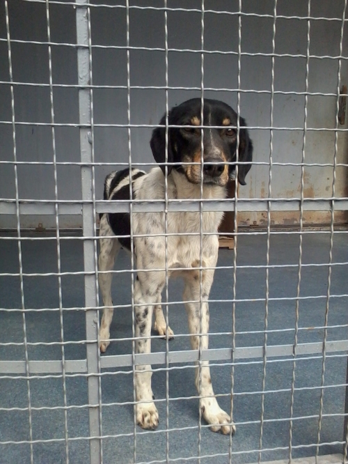 მეტისი უცნობი