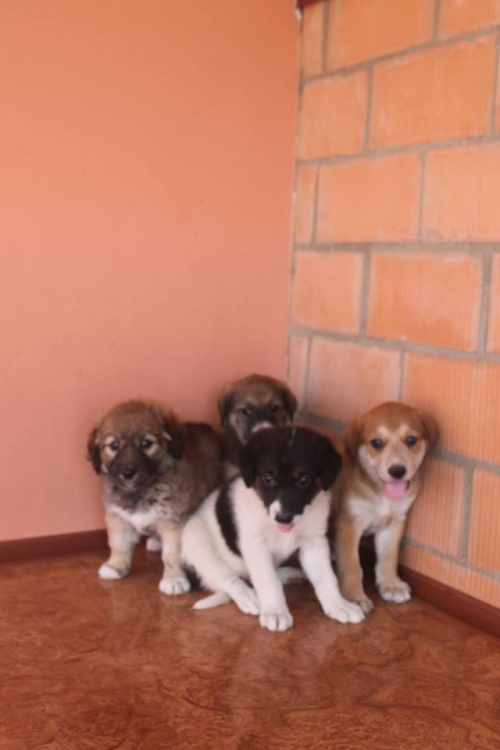 მეტისის ლეკვები უსახელო