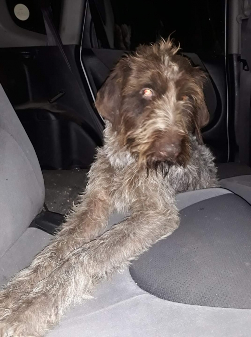 დრათხარი უსახელო