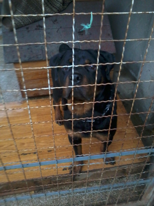 როტვეილერი როკი