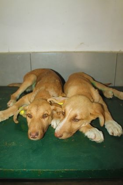 მეტისი უსახელო