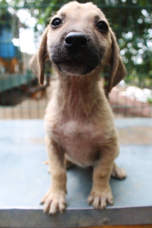 მეტისი უსახელო